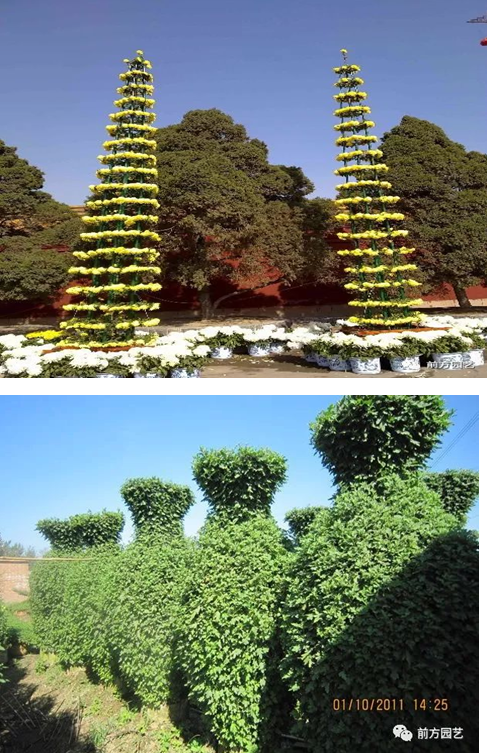 前方五色草造型-最好的時光