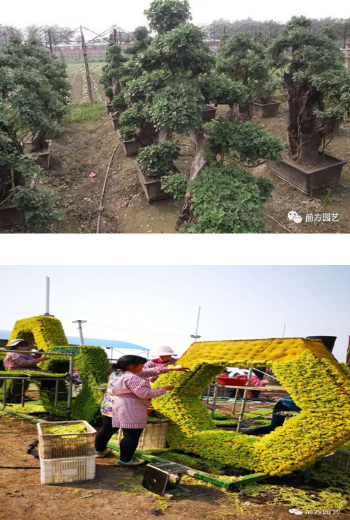 前方五色草造型-最好的時光